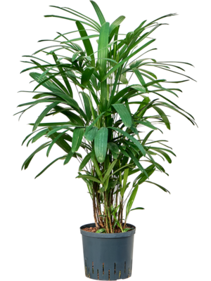 Rhapis excelsa
