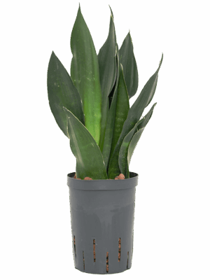 Sansevieria trifasciata 'Black Diamond'