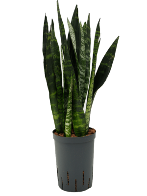 Sansevieria trifasciata 'Black Coral'