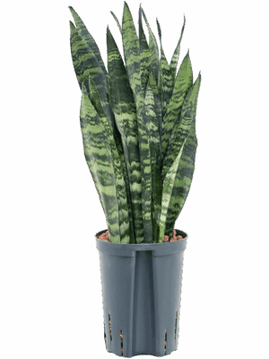 Sansevieria trifasciata 'Black Coral'