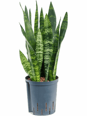 Sansevieria trifasciata 'Black Coral''