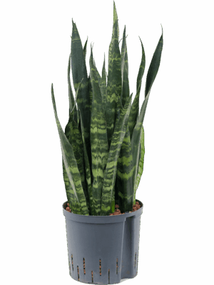 Sansevieria trifasciata 'Black Coral'