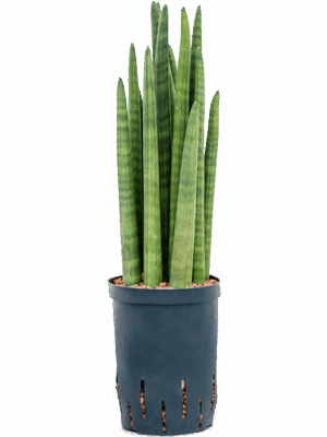 Sansevieria cylindrica tower