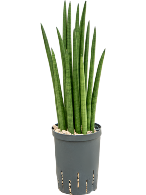 Sansevieria cylindrica 'Tower'