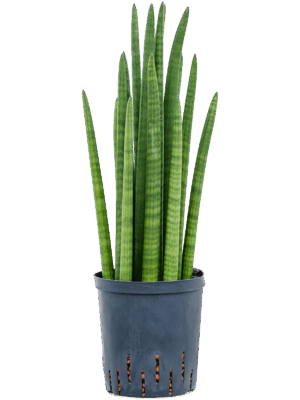 Sansevieria cylindrica tower