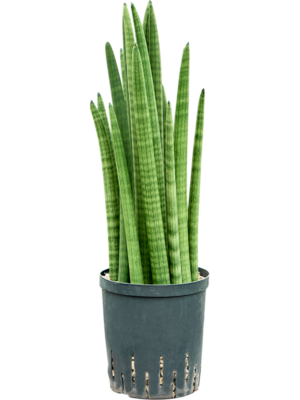 Sansevieria cylindrica tower