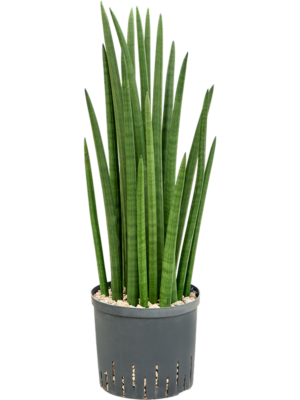 Sansevieria cylindrica 'Tower'