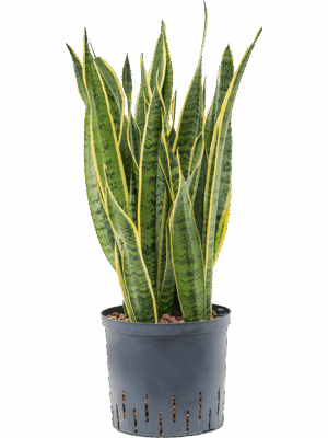 Sansevieria trifasciata 'Laurentii'