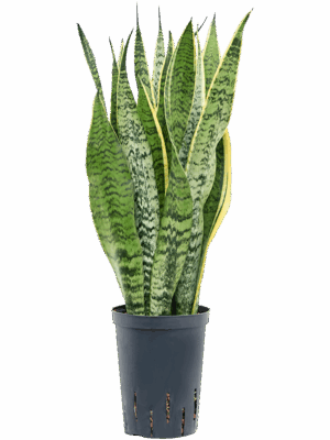 Sansevieria trifasciata 'Laurentii'