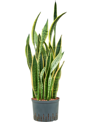 Sansevieria trifasciata 'Laurentii'
