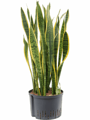 Sansevieria trifasciata 'Laurentii'