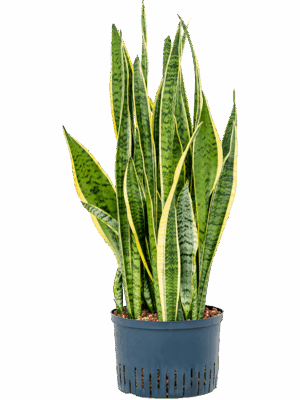 Sansevieria trifasciata 'Laurentii'