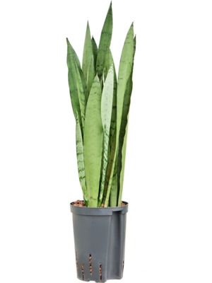 Sansevieria trifasciata 'Silver Mist'