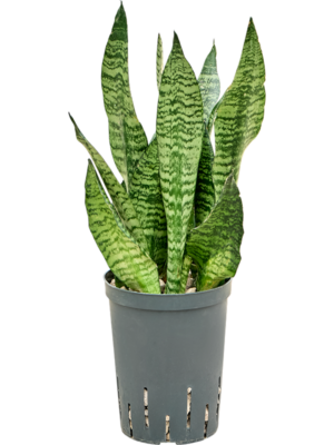 Sansevieria zeylanica 'Compacta'