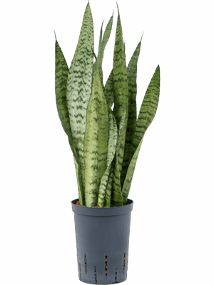 Sansevieria zeylanica
