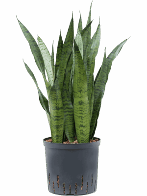 Sansevieria zeylanica