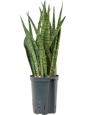 Sansevieria zeylanica 'Narrow'