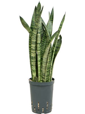 Sansevieria zeylanica 'Narrow'