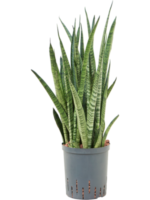 Sansevieria zeylanica 'Narrow'