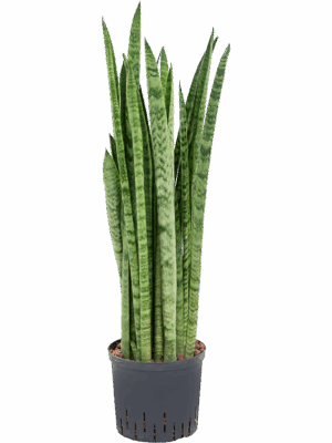 Sansevieria zeylanica 'Narrow'