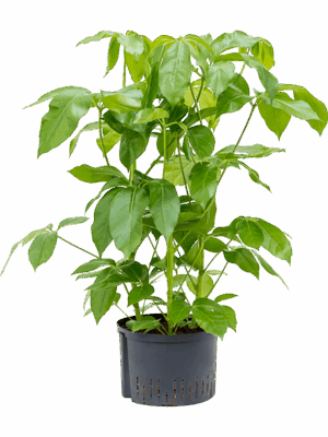 Schefflera actinophylla 'Amate'