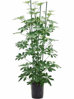 Schefflera arboricola 'Compacta'