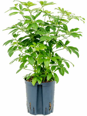 Schefflera arboricola 'Compacta'