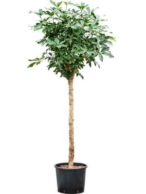 Schefflera arboricola 'Compacta'