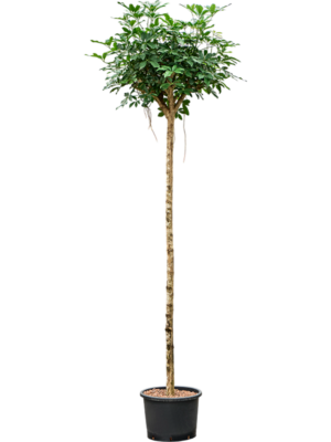 Schefflera arboricola 'Compacta'