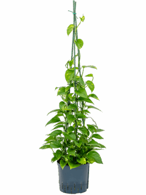 Scindapsus (Epipremnum) 'Aureum'