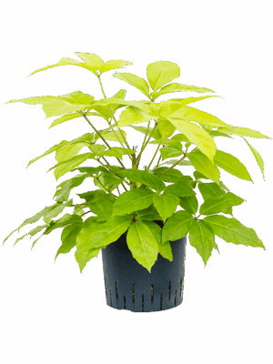 Schefflera actinophylla 'Golden Amate'