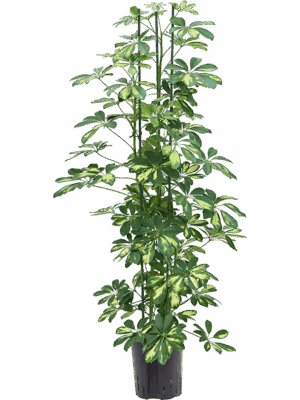 Schefflera arboricola 'Gold Capella'
