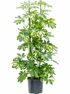 Schefflera arboricola 'Gold Capella'