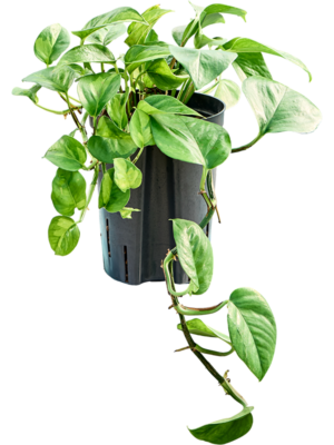 Scindapsus (Epipremnum) 'Global Green