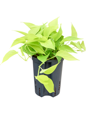 Scindapsus (Epipremnum) 'Golden pothos'