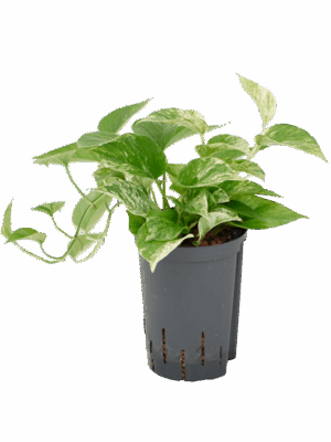 Scindapsus (Epipremnum) 'Marble Queen'