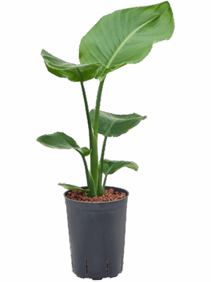 Strelitzia nicolai