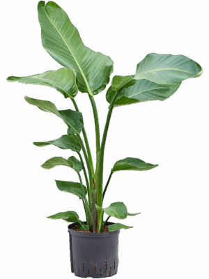Strelitzia nicolai