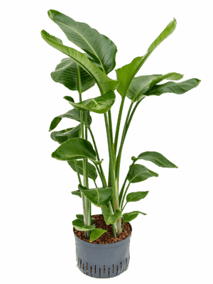 Strelitzia nicolai