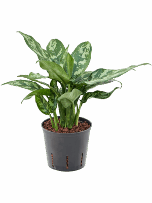 Aglaonema 'Maria'