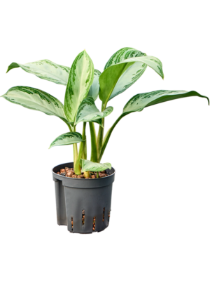 Aglaonema 'Silver Bay'