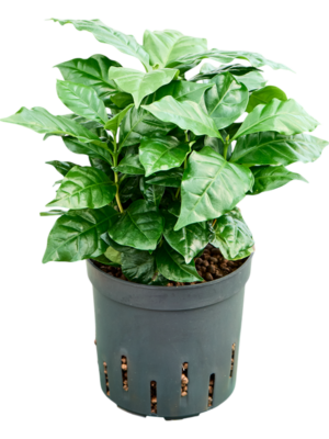 Coffea arabica