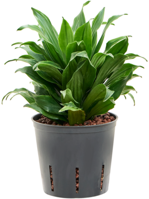 Dracaena fragrans 'Compacta'