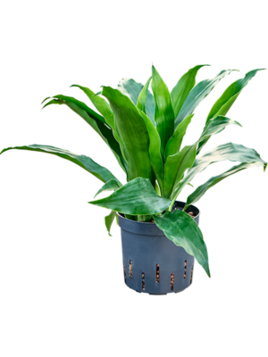 Dracaena fragrans 'Janet Craig'