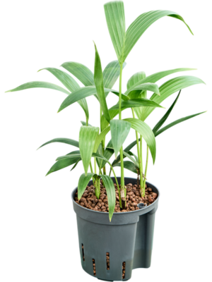 Kentia (Howea) forsteriana