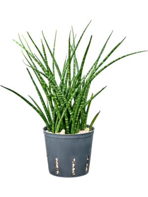 Sansevieria kirkii 'Fernwood'