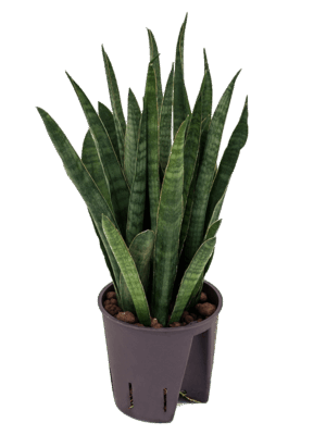 Sansevieria kirkii