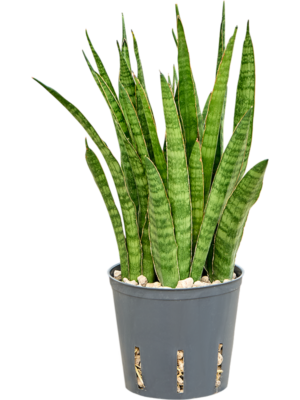 Sansevieria kirkii