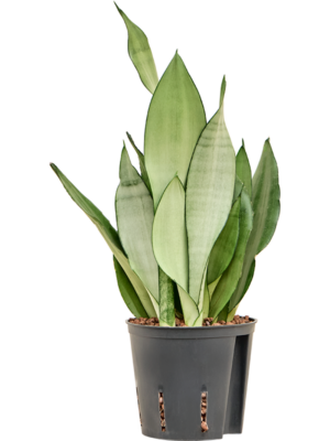 Sansevieria trifasciata 'Moonshine'