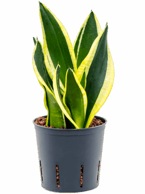 Sansevieria trifasciata 'Super Flame'